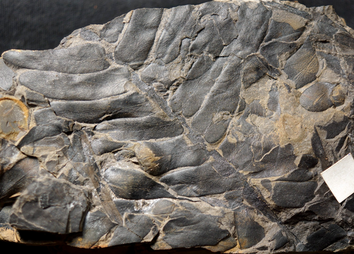 Rare leaf of Carboniferous plant fossil seed fern Medullosa Paripteris gigantea