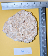Muestra de roca de coquina fosilizada de Florida decoración marítima - 5 1/2 en 1 lb 5 oz A42