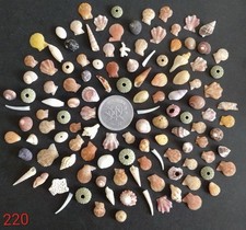sea Shell from Japan very small mix Bivalve