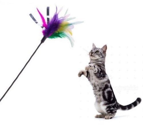 cat feather teaser