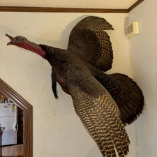 Flying Turkey Taxidermy Wall Mount 42”x43”x20” Soaring Through My Man Cave P/U