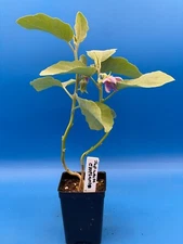 Eggplant, Japanese White Live Plant 3" Starter Pot Solanum Melongena
