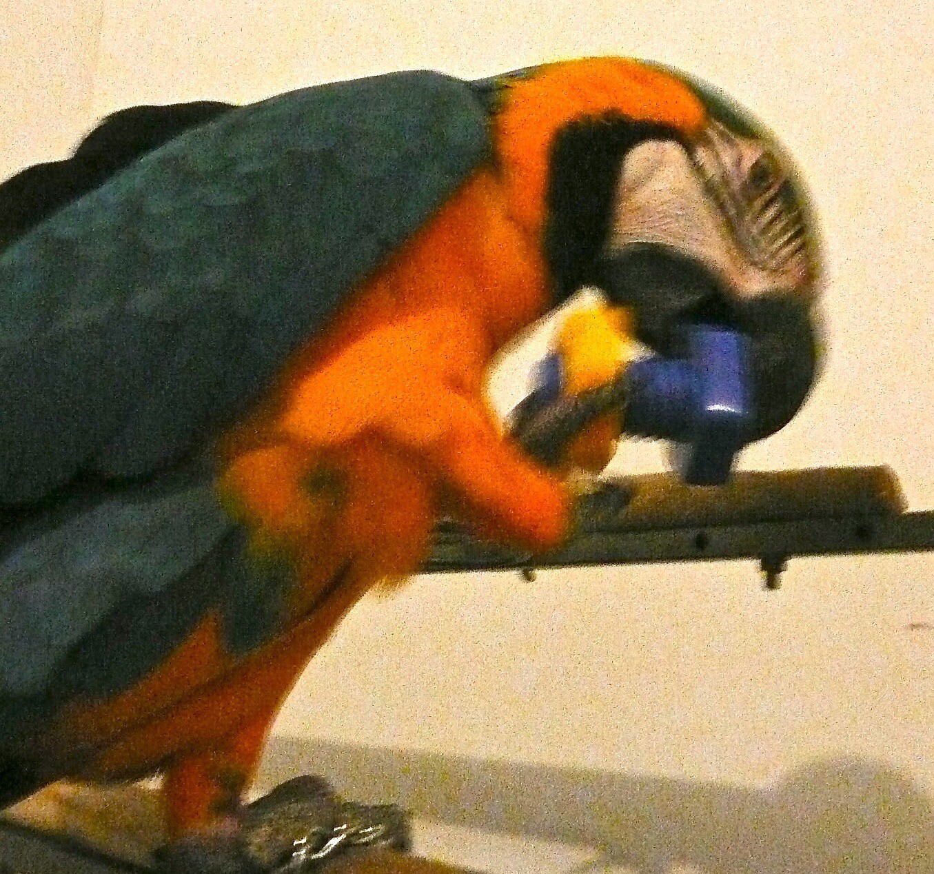 Birdtalk Bird Toys 1 Nut and Bolt Large Birds Parrots Foot Toy eBay