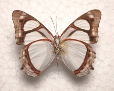 Pyrrhogyra amphiro ♂ Spód Boliwia Nimphalidae Motyle Entomologia