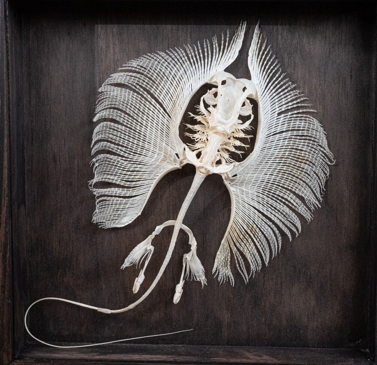 Stingray Anatomy Diagram FMIB 46061 Sting Ray A Drawing Of A Sting