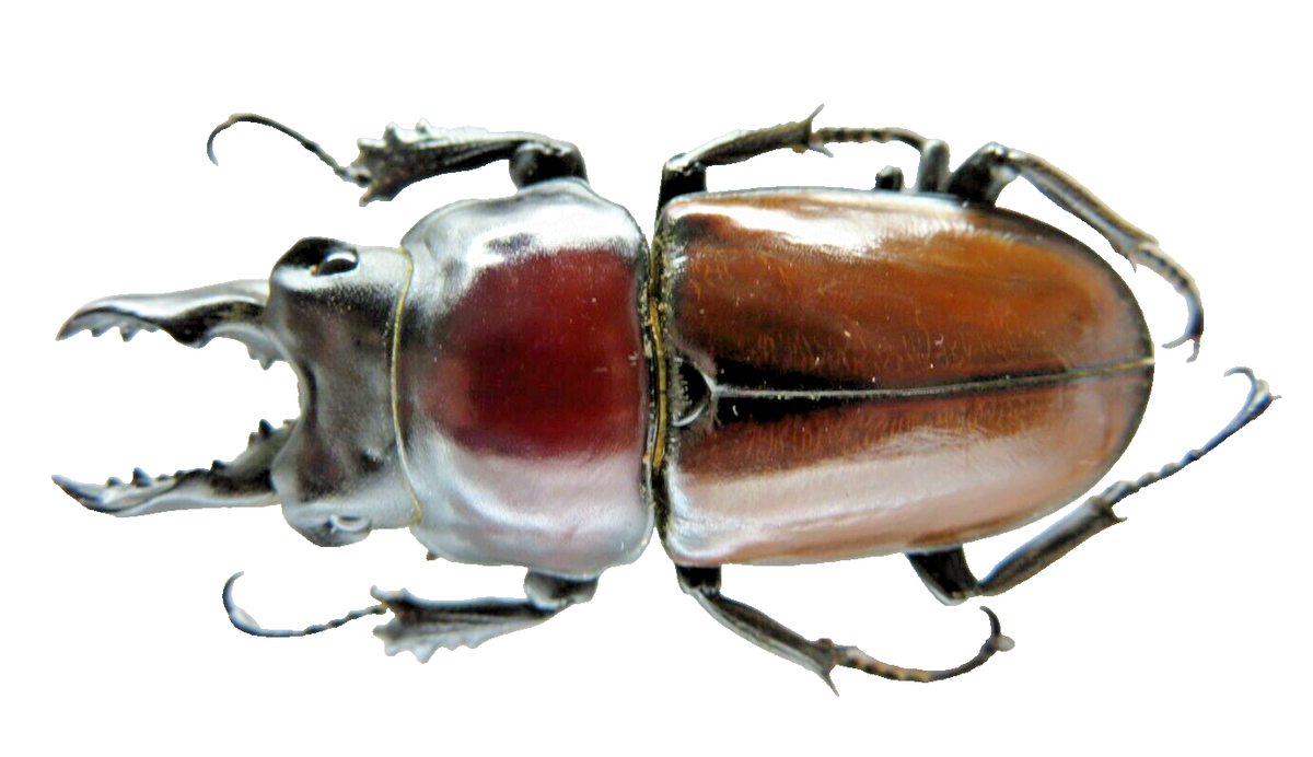 85768****Lucanidae: Neolucanus baongocae. Vietnam South. 43mm