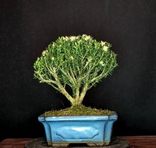 BONSAI CHINESISCHER BUCHSBAUM BUXUS HARLANDII KORKRINDE INDOOR