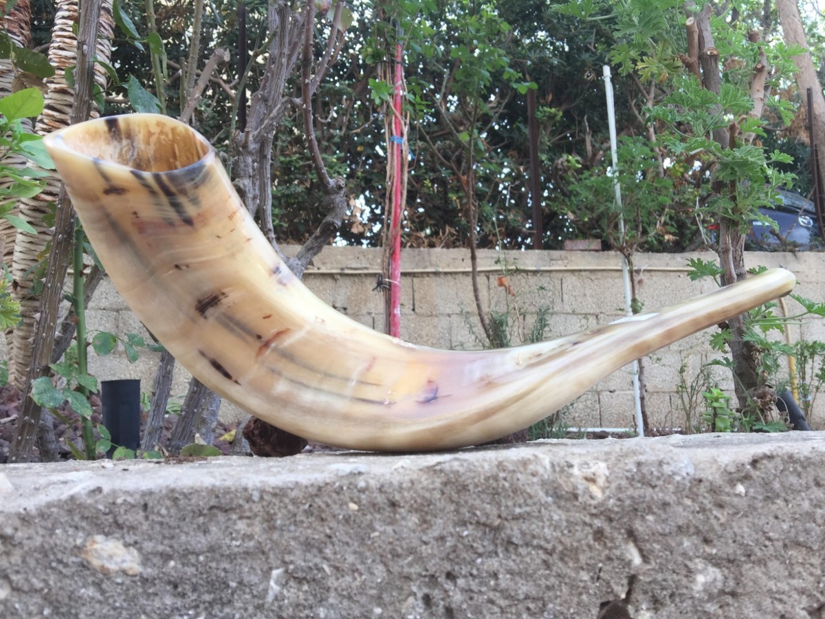 Natürlicher Wamenhorn-Schofar Mit Gebogener Oberseite Und Rillen Aus Israel