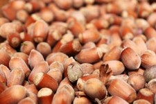 Haselnüsse in der Schale Ernte 2025 Bio-Qualität