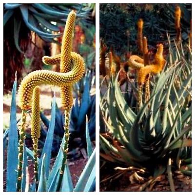 aloe vera superfood Plant Superfood for ALOE VERA Plants with B1 Vitamin, Glucose and Essential Minerals