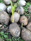 Dwarf Green Malayan seeds Coconut seed 4 sprouted from PR. — photo 5