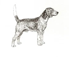 Beagle - CUSTOM MATTED 5 x 7 - Dog Art Print - NEW - GD