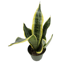 Sansevieria Futura Superba 4 Inch Pot Snake Plant Indoor Houseplant