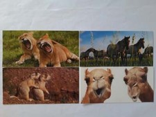 Ansichtskarten Tiere 4er, XXL Postkarten GEO Edition, Kamel Pferd Löwe Grußkarte