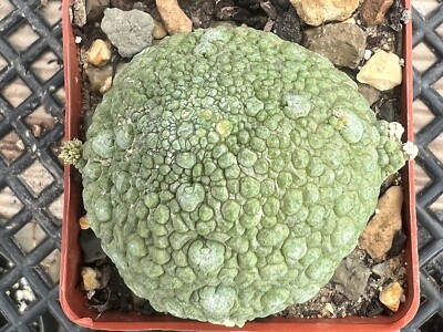 Pseudolithos migiurtinus Rare Asclepiad Cactus Succulent African Egg Large  Size | eBay