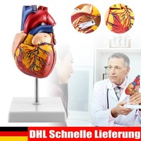 Anatomie Modell Herz Des Menschen Anatomiemodell Menschlicher KöRper Medmod