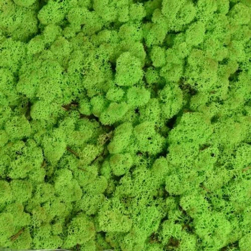 Islandmoos 15 Farben. Echtes konserviertes Natur Moos zum Basteln und Modellbau - Bild 4 von 4