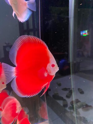 High Quality Albino Super Red Discus Fish 4.5in - Brighting Your ...
