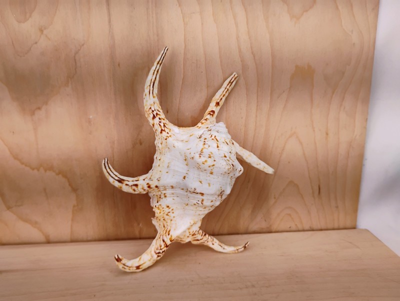 One Spider Conch Shell