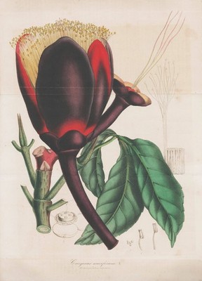 Caryocar nuciferum butter-nut of Guiana pekea-nut botany Houtte Lithographie