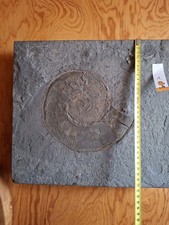 Ammonit aus den Juratal