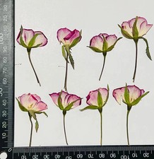 12PCS Side Pressed Dried Pink/White Rose flower Head with Leaves Stem FFT01