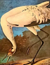 John James Audubon WHOOPING CRANE Bird Watercolor Vintage Book Plate #8