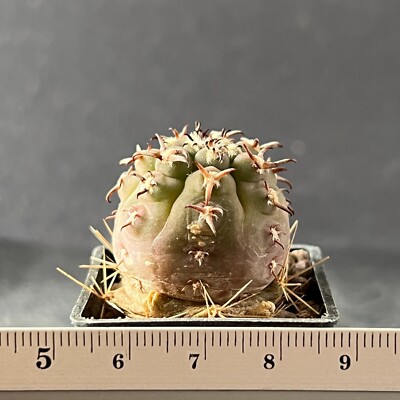 A7-291. Gymnocalycium unguispinum SL-44b (Grafted)
