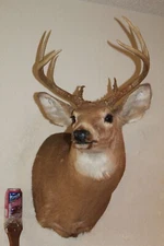 Whitetail Deer Head Shoulder Mount Taxidermy Cape Shed Antler Mule