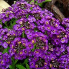 Alyssum Lobularia maritima Violet Queen 1500 seeds+FREE RUSABLE PLANT LABEL