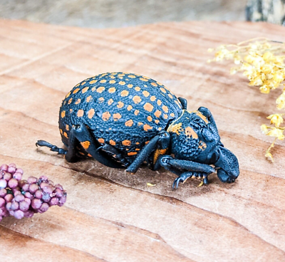 v14b lg Brachycerus Ornatus Hippo Red spotted lily snout beetle