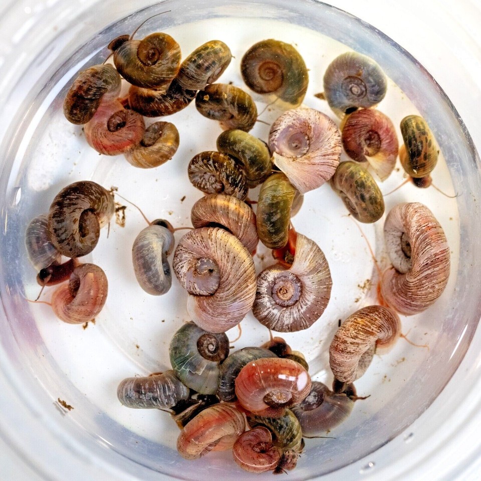 50 Ramshorn Snails Live Cleaner Feeder Pea Puffer Food Freshwater