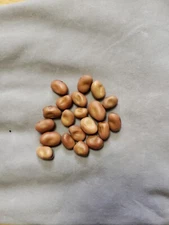 Fava Bean(Broad Beans) 20 Small Seeds 