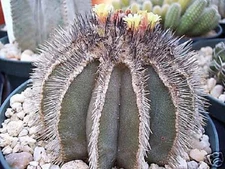 Uebelmania pectinifera, rare cactus cacti seed 10 SEEDS