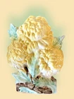 McCoy Pottery Yellow Chrysanthemum Vase Very Good Condition