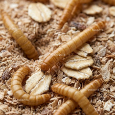 Live Mealworms - FREE Shipping Bulk, Grown Organic in Texas 100-5000