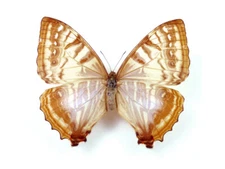 Morpho sulkowskyi female