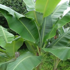 BANANA DRIED LEAVES Organic Ceylon 500pcs