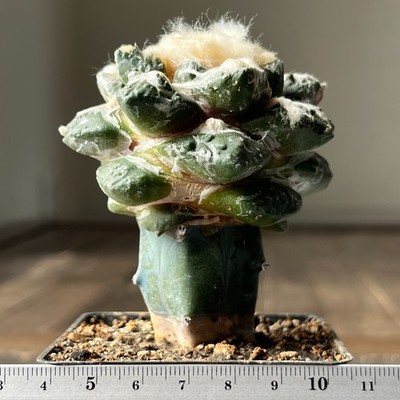 A13-1017 Cactus hybr (retusus x fissuratus) F2, grafted