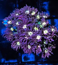 CE- WYSIWYG Jazzy Belle Rainbow Goni Frag - Live Coral Frag LPS SPS #R2GB7