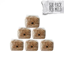 6 Pack | 3lb Milo Sorghum Grain Spawn