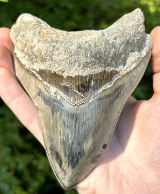 Indonesian Megalodon Shark Tooth 5.21'' Fossil Authentic NOT RESTORED (INDO-155)
