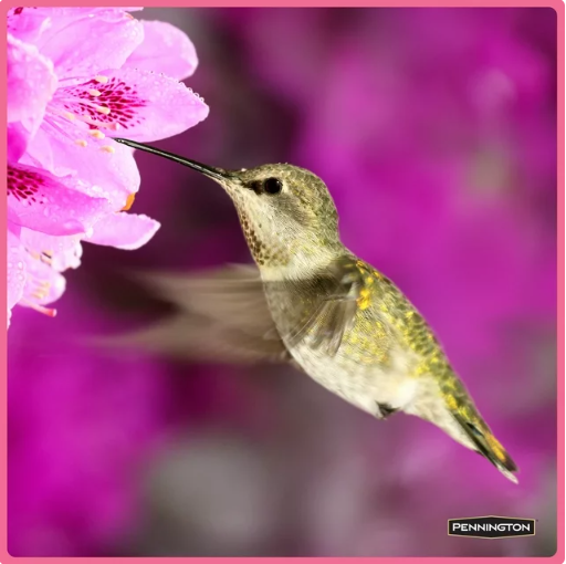 Pennington, Liquid Concentrate, Electro Nectar Clear Hummingbird Food, 16oz eBay