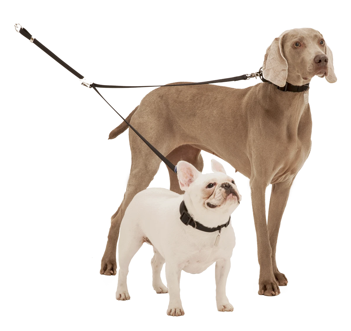 Sporn double top dog leash