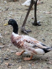 8 Hatching Eggs Ducks Welsh Harlequin Silver And Gold Ready Now
