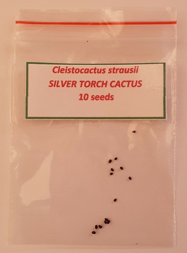 Cleistocactus strausii - Silver Torch/Silver Tower Cactus - 10 + SEEDS - Picture 5 of 5