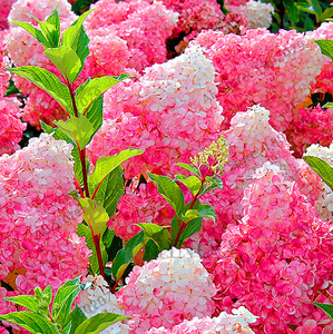 Vanilla Strawberry Hydrangea Macrophylla 20 Pcs Seeds Flowers Bonsai Tree Rare N Ebay