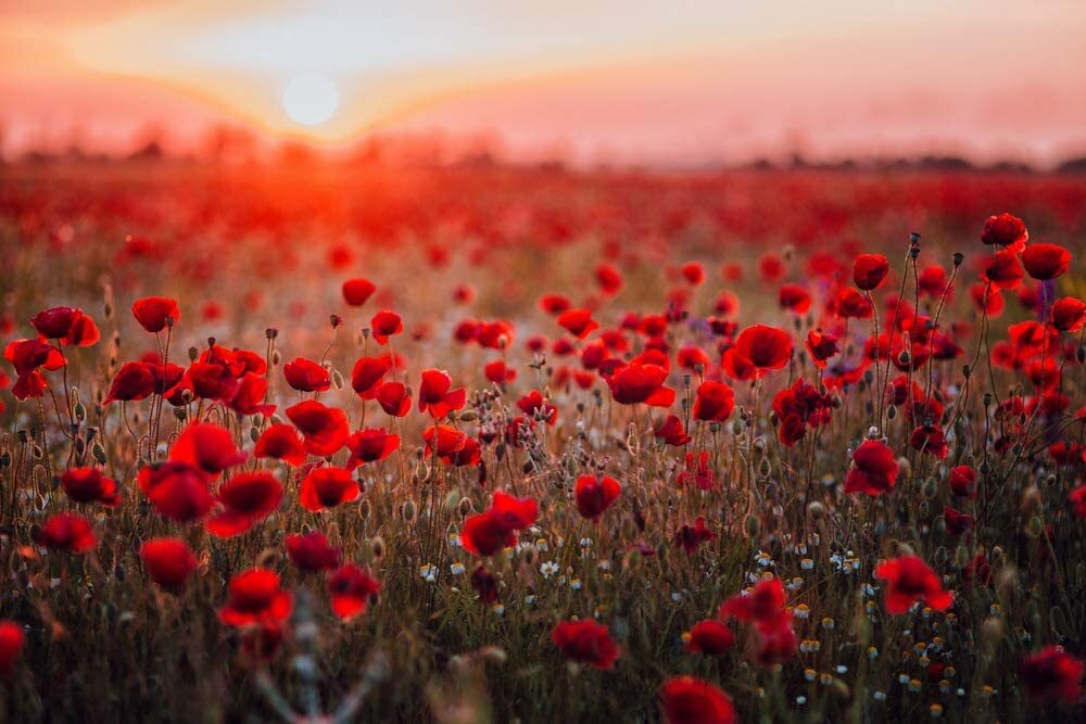 600 Red Poppy Seeds for Planting Grow Exotic Red Poppy | eBay