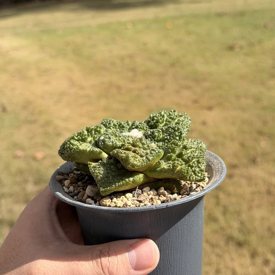 Ariocarpus Godzilla x Cauliflower seed grown rare cactus - Image 4 of 4