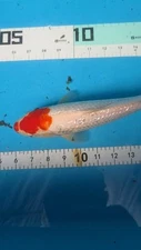 10in TANCHO GINRIN KOHAKU Japanese Koi Live Imported KoiGazer
